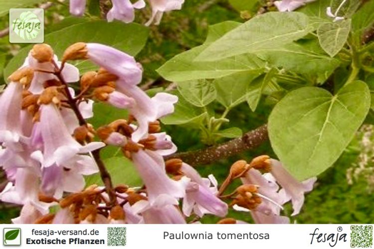 Paulownia tomentosa Pflanzen