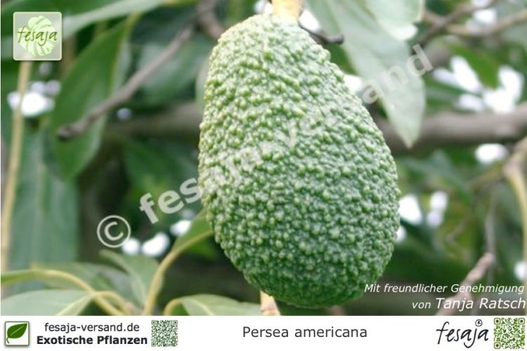Persea americana, Avocado, Alligatorbirne, Avocadobaum, Pflanzen
