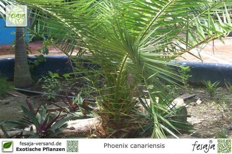Phoenix canariensis Pflanzen