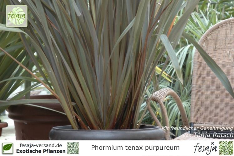 Phormium tenax purpureum Pflanzen