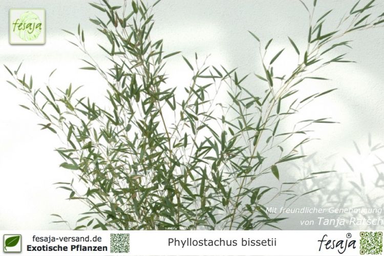 Phyllostachys bissetii Pflanzen