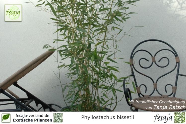 Phyllostachys bissetii Pflanzen