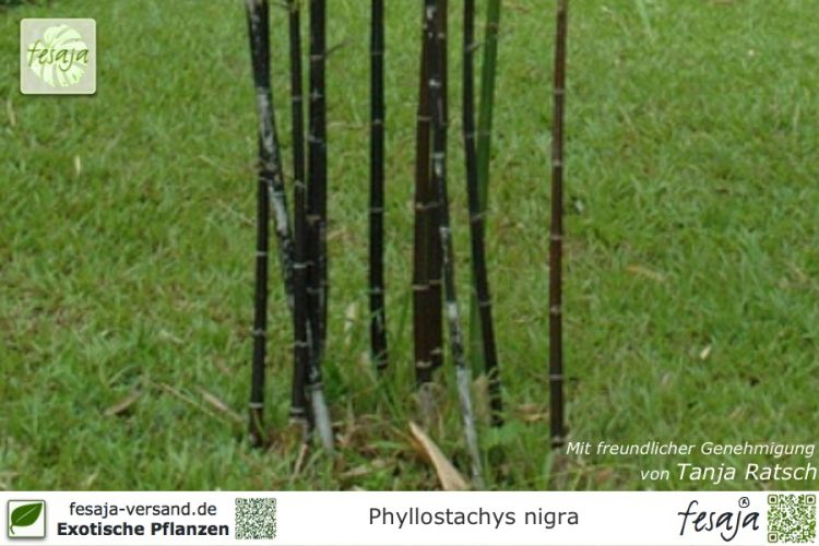 Phyllostachys nigra Pflanzen