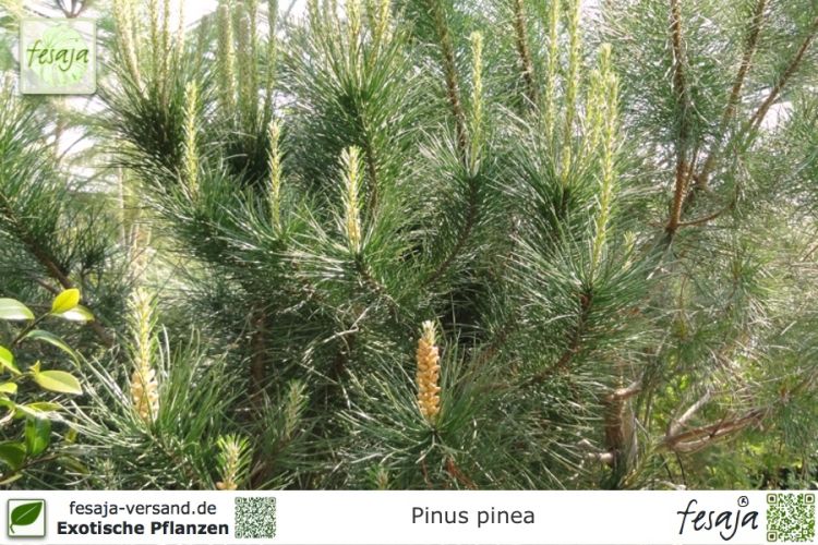 Pinus pinea Pflanzen