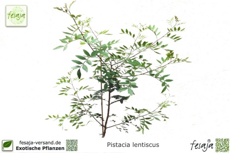 Pistacia lentiscus Pflanzen