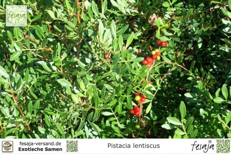 Pistacia lentiscus