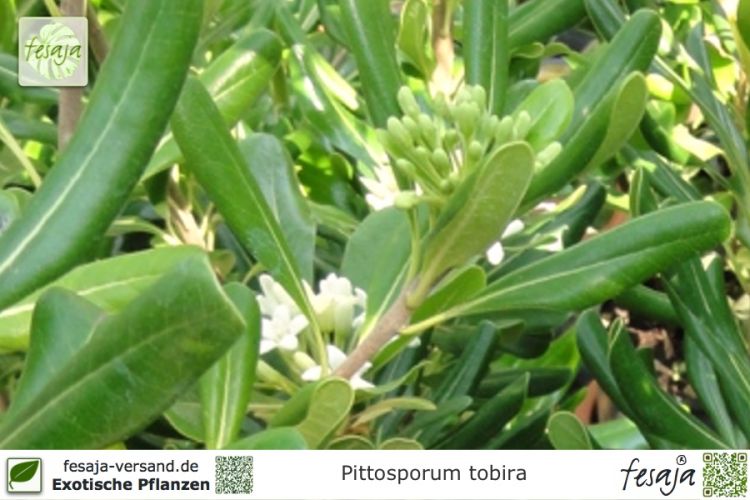 Pittosporum tobira Pflanzen