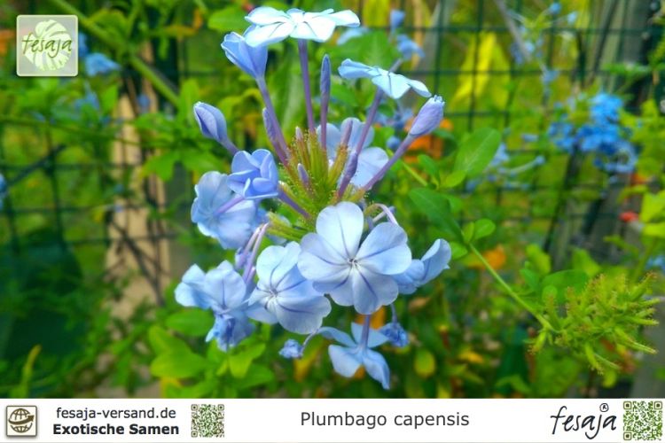 Plumbago capensis