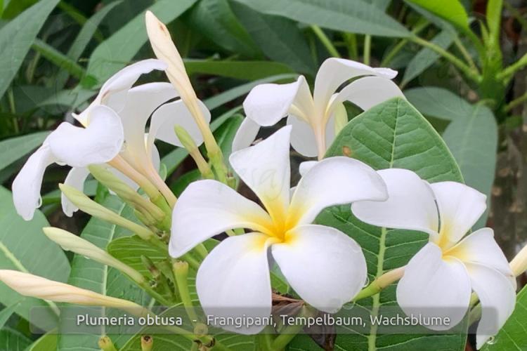 Plumeria obtusa weiß Pflanzen