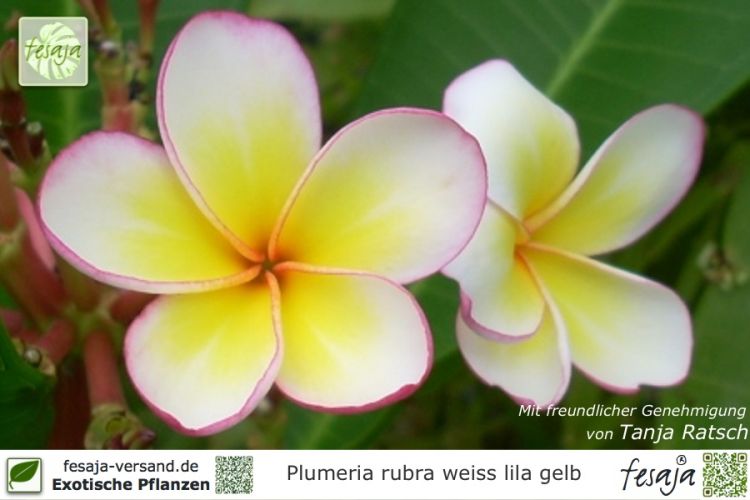 Plumeria rubra weiß-lila-gelb Pflanzen
