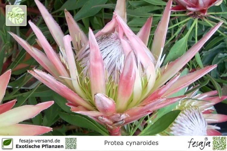 Protea cynaroides Pflanzen