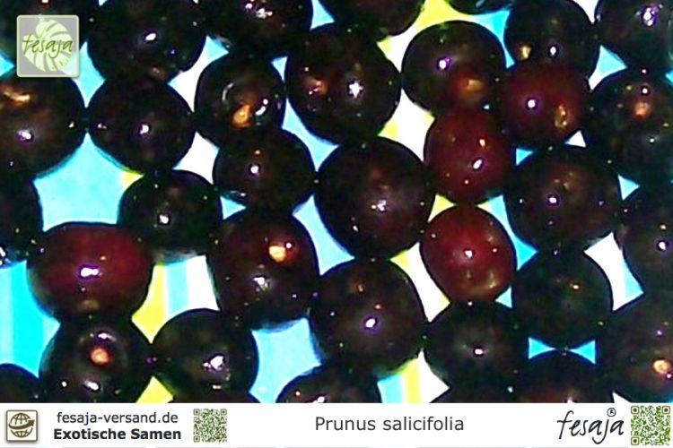 Prunus salicifolia