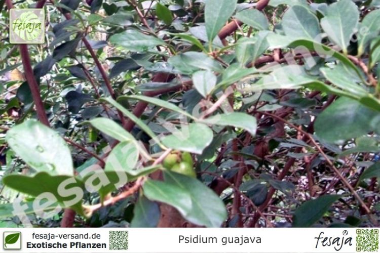 Psidium guajava Pflanzen