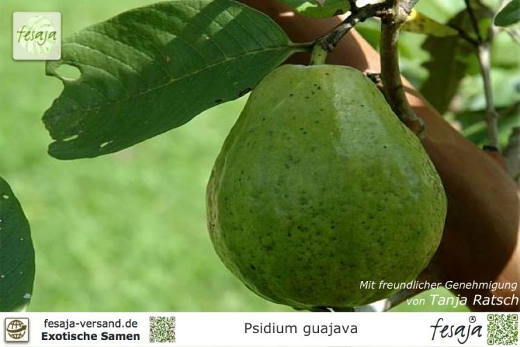 Echte Guave Samen Psidium guajava Guava leckeres Obst,Früchte nach 2-4 Jahren 
