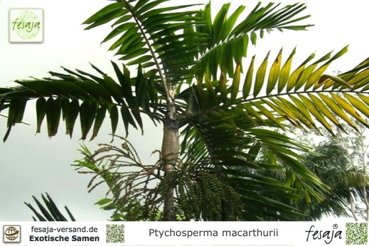 Ptychosperma macarthurii