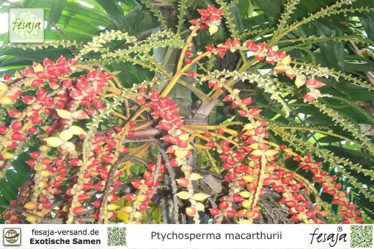 Ptychosperma macarthurii