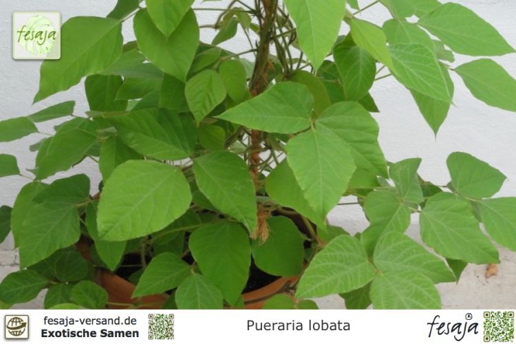 Pueraria phaseoloides