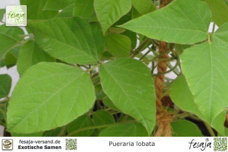 Pueraria phaseoloides
