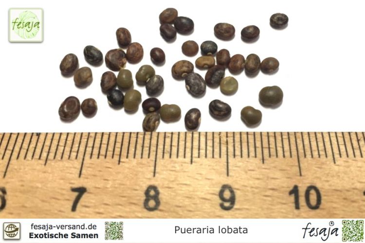 Pueraria phaseoloides Samen