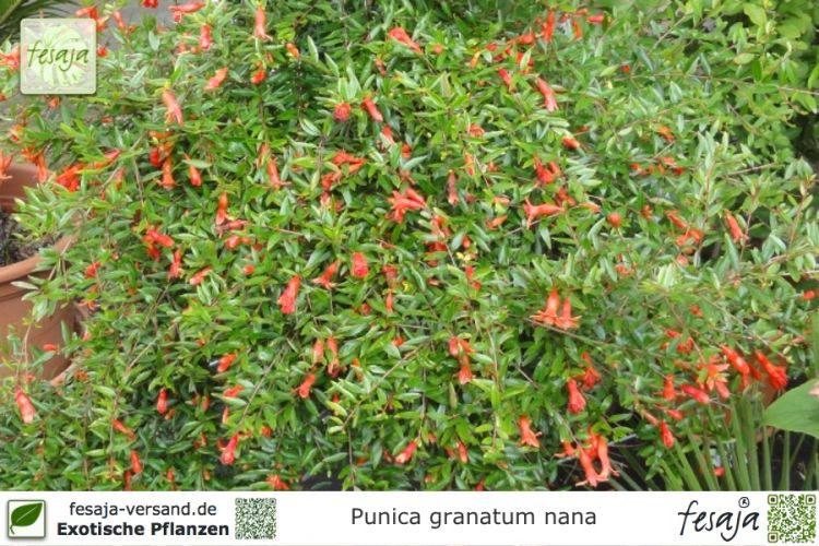 Punica granatum nana Pflanzen