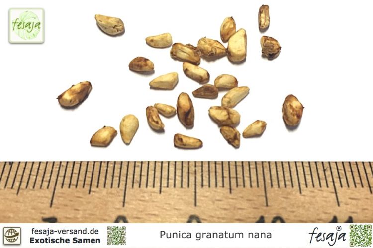 Punica granatum nana Samen