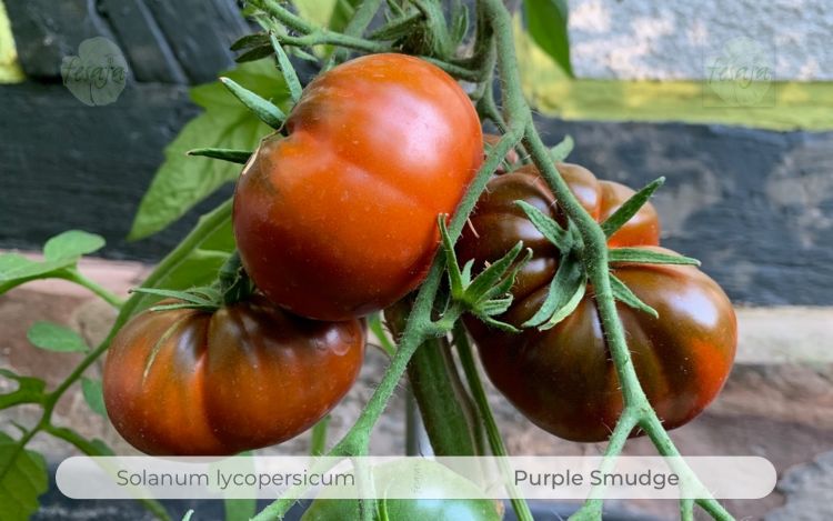 Tomate Purple Smudge