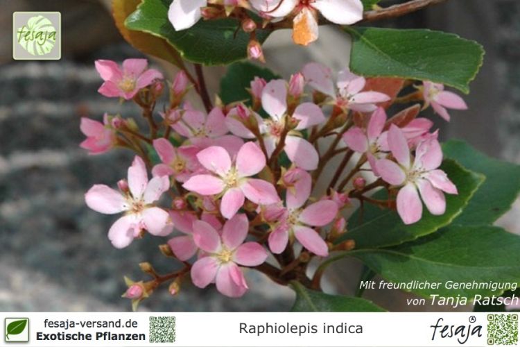 Rhaphiolepis indica Pflanzen