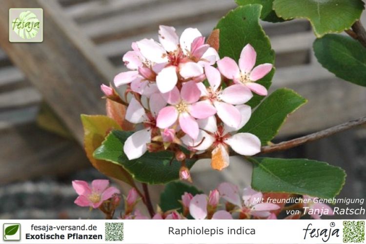 Rhaphiolepis indica Pflanzen