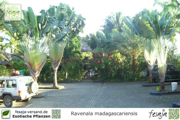 Ravenala madagascariensis Pflanzen