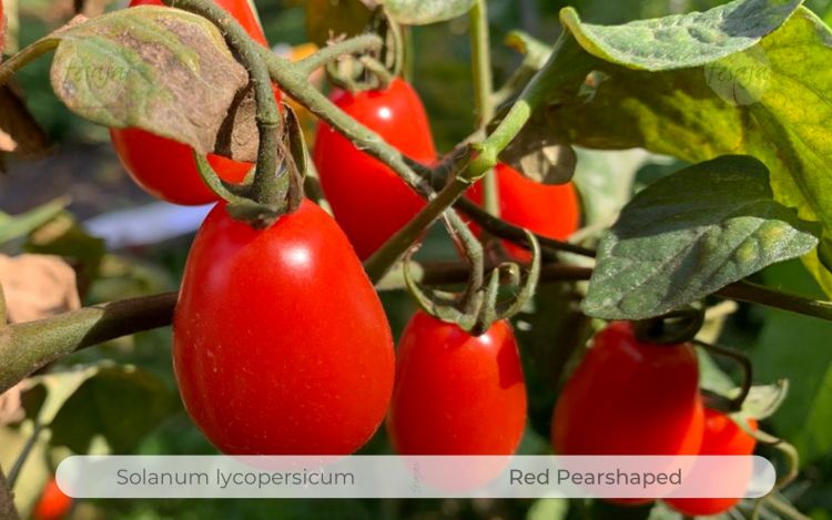 Tomate Red Pearshaped