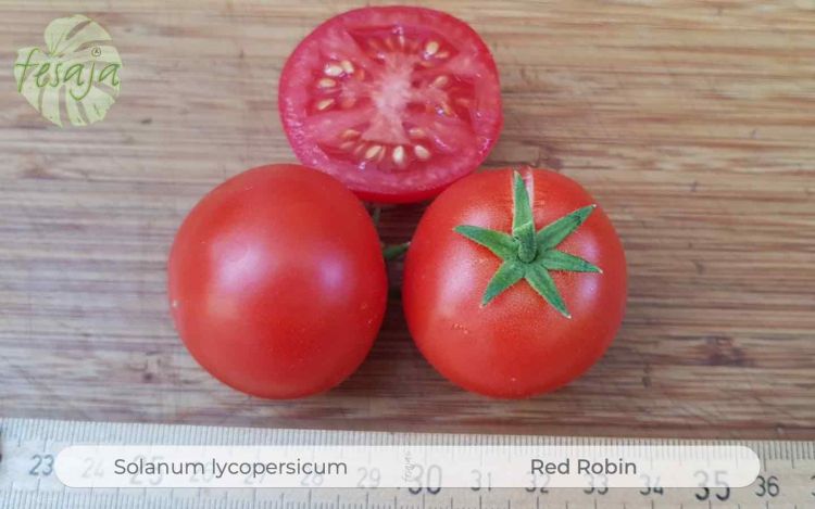 Tomate Red Robin
