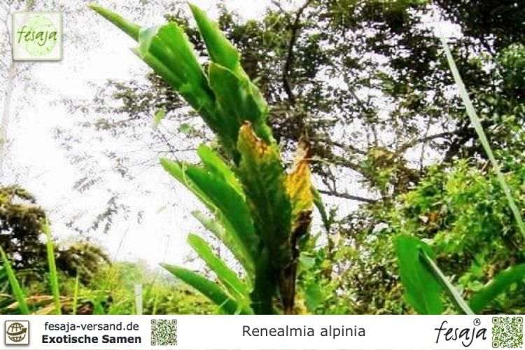 Renealmia alpinia