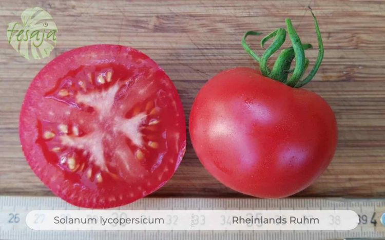 Tomate Rheinlands Ruhm