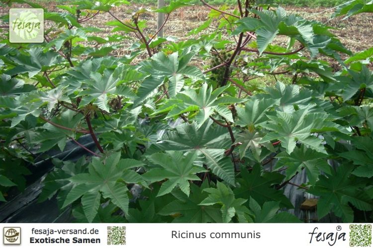 Afrikanischer Wunderbaum, Ricinus communis - fesaja-versand