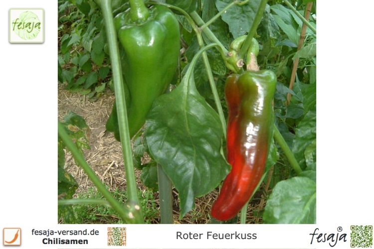 Riesen Gemüse Paprika