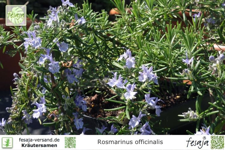 Rosmarinus officinalis