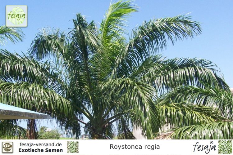 exotische Palmensamen Rarität Saatgut seltene Garten Balkon Pflanze KÖNIGS-PALME 