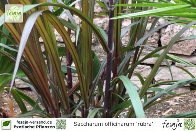Saccharum officinarum 'rubra' Pflanzen