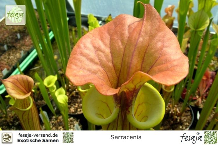 15  Samen Sarracenia catesbaei  frische Samen 2020 Karnivoren 