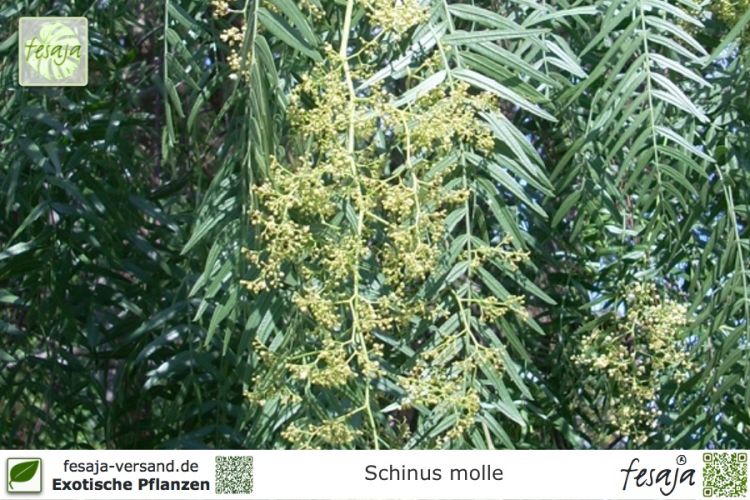Schinus molle Pflanzen