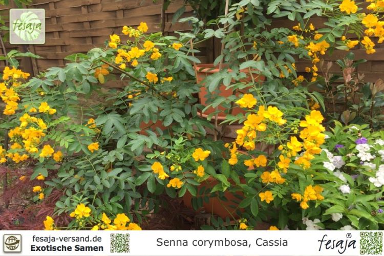 Senna (Cassia) corymbosa