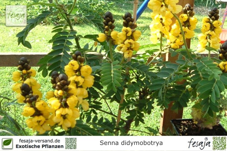 Cassia Senna didymobotrya Pflanzen
