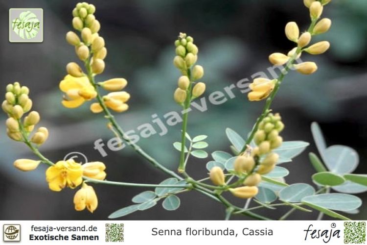 Senna (Cassia) floribunda