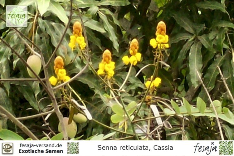 Senna (Cassia) reticulata