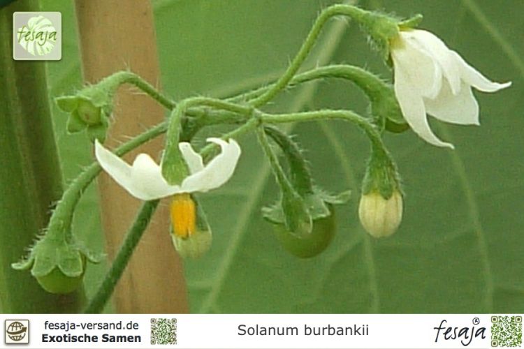 Solanum burbankii