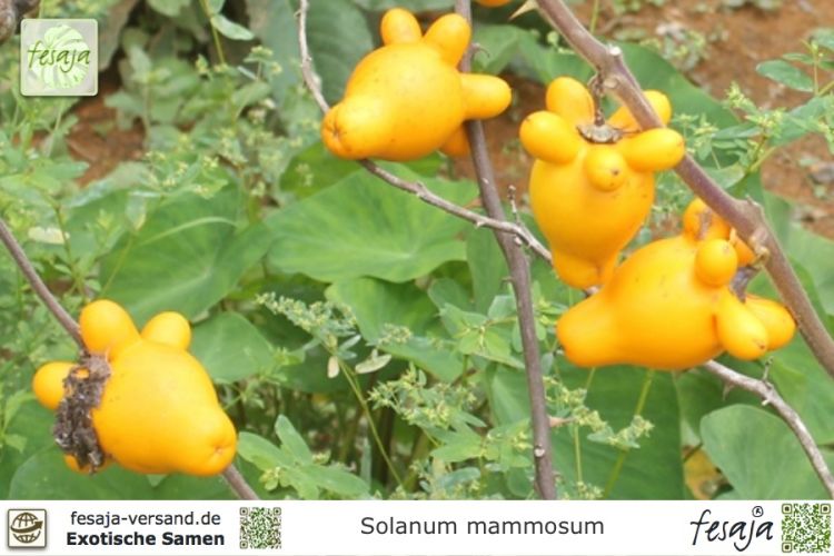 Solanum mammosum