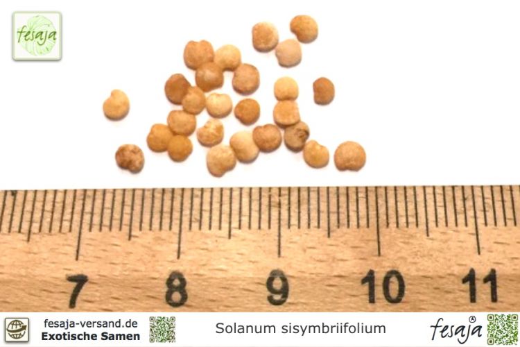 Solanum sisymbriifolium Samen