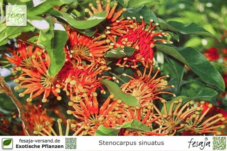 Stenocarpus sinuatus Pflanzen