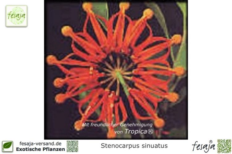 Stenocarpus sinuatus Pflanzen