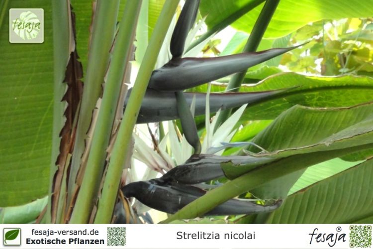 Strelitzia nicolai Pflanzen